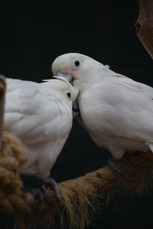 Yellow-Crested & Goffin's Cockatoo